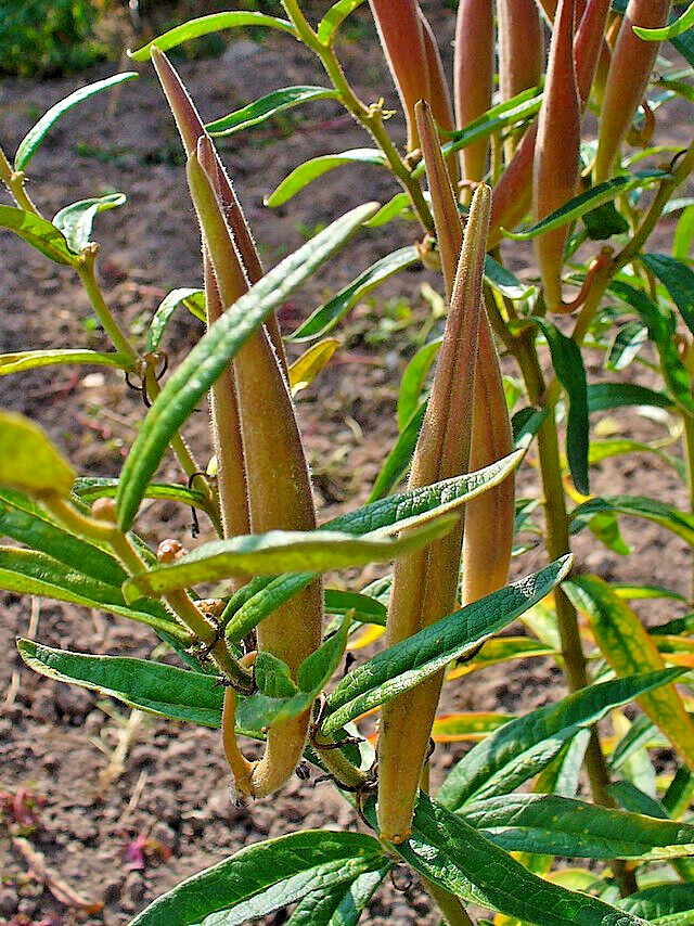 MILKWEED 100 SEEDS, ASCLEPIAS TUBEROSA, ORANGE BUTTERFLY WEED, EZ TO GROW.