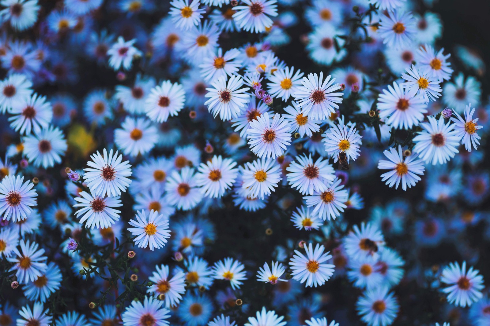 250 SKY BLUE ASTER Azure Aster Azureus Flower Seeds