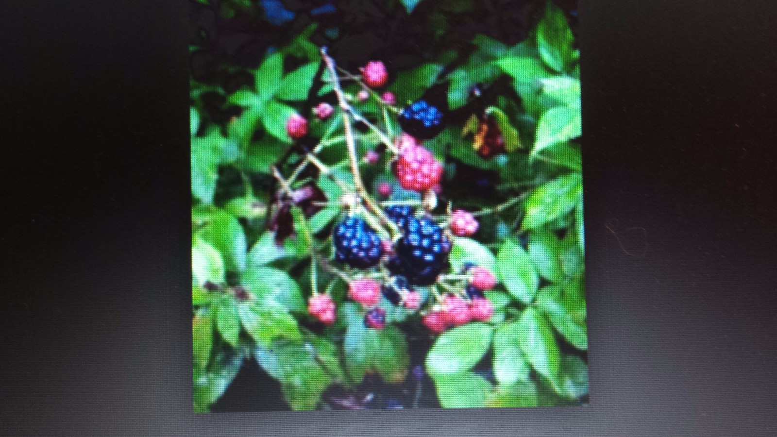  Blackberry vines. Delicious edible fruit for Jam, Syrup, or By handful. Spreads