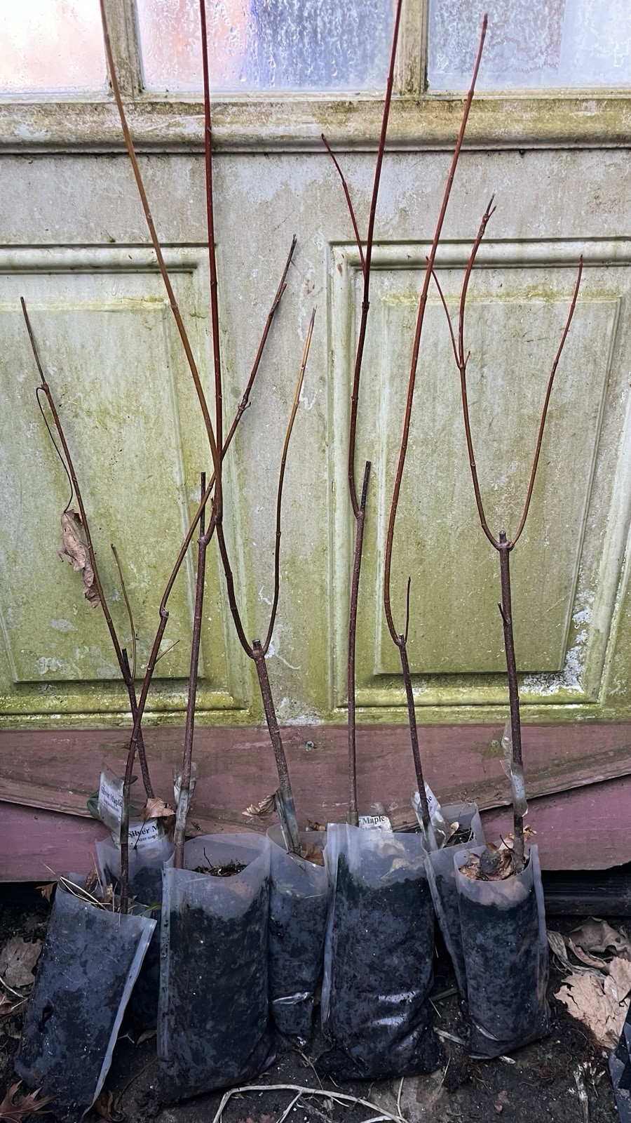 20-30” Tall Silver Maple Acer saccharinum (dasycarpum) 2 years old