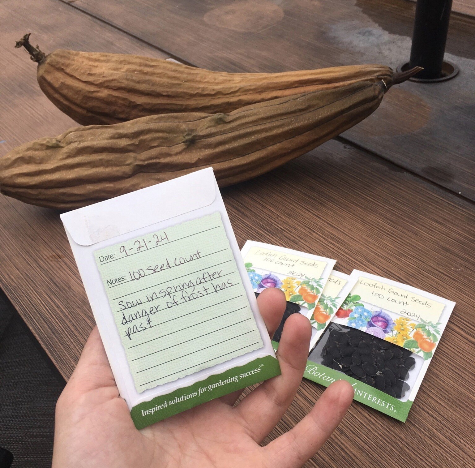 100 Count Loofah Gourd Seeds Gardening Vegetable Seeds *Plain brown seed packet*
