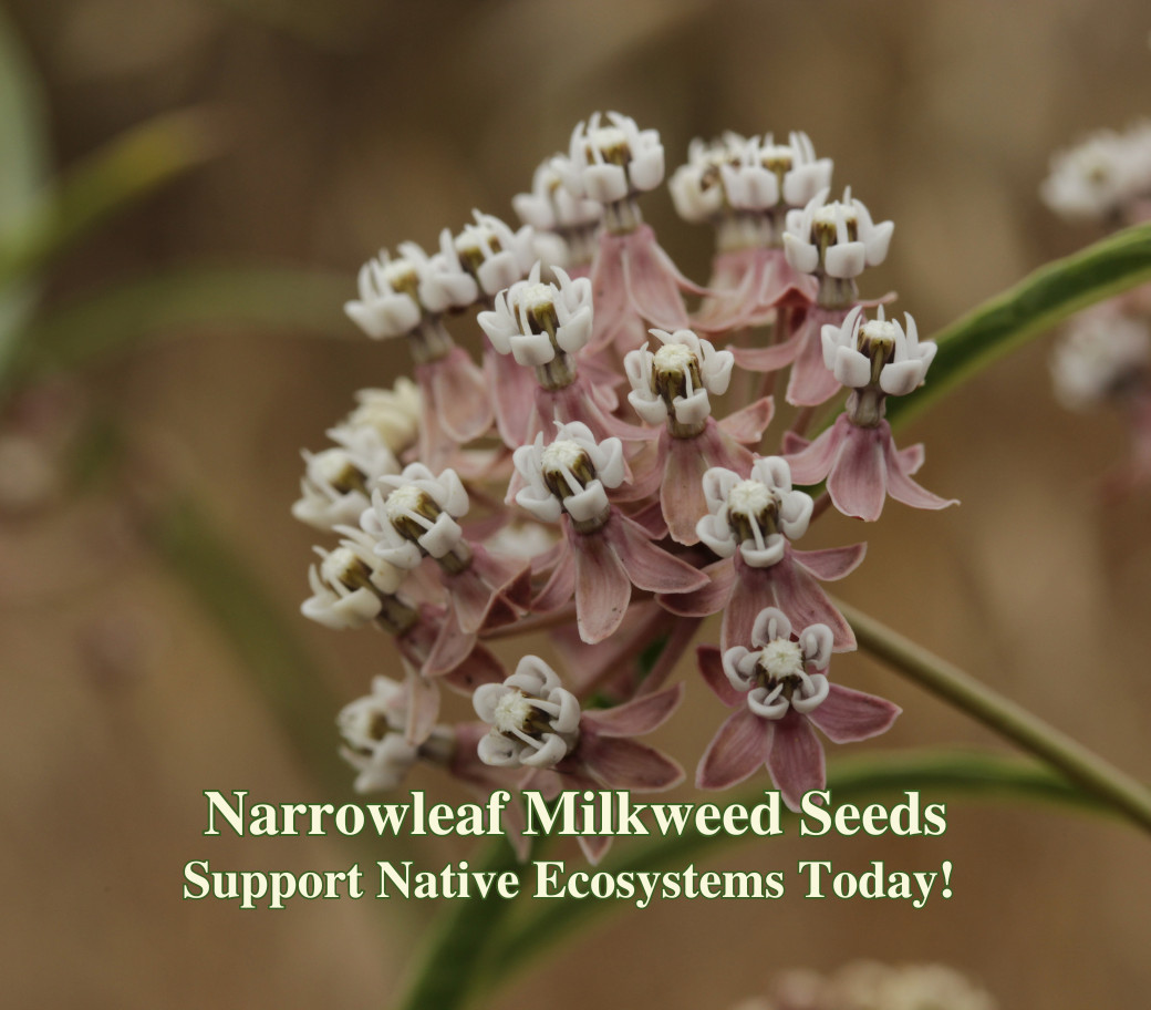 Narrowleaf Milkweed Seed for Butterfly Gardens California Native Wildflower Seed