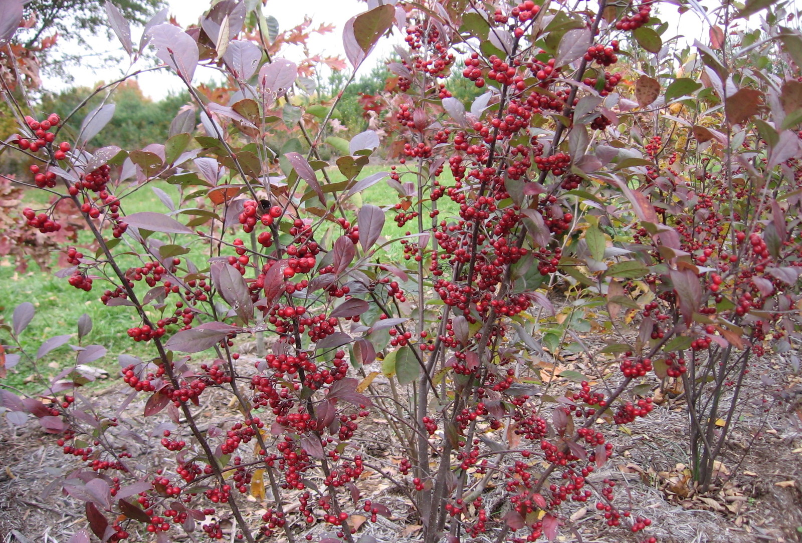 Red Chokeberry, Aronia arbutifolia Brilliantissima, Shrub Seeds