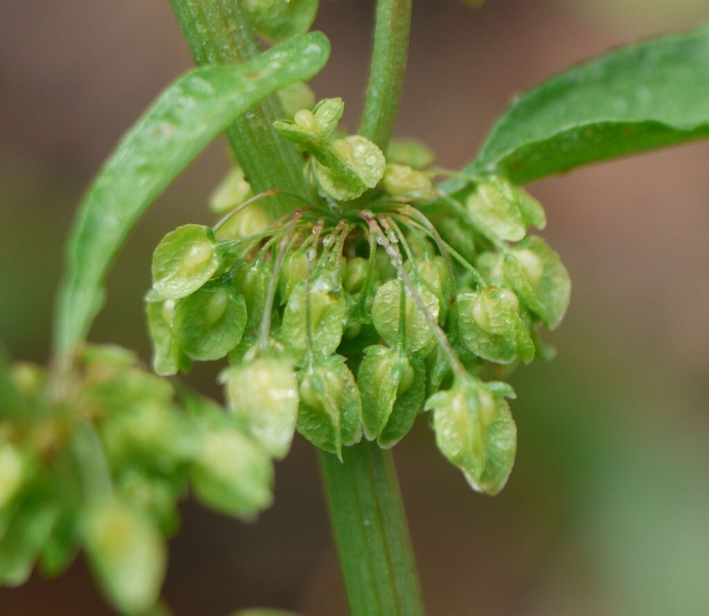 Curly Dock ( Yellow Dock medicinal) ‘Rumex crispus’ seeds/ GMO Free/ grown in MN