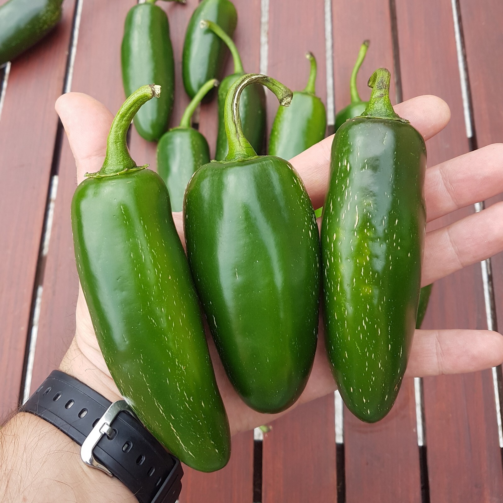 25+ Mammoth Jalapeno Hot Pepper Seeds – Organic — NON GMO