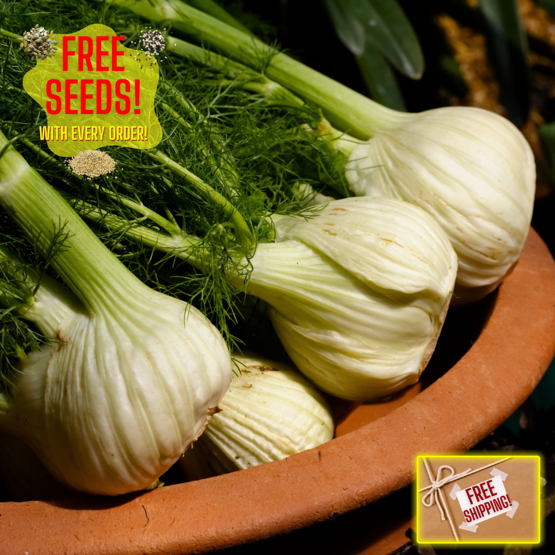 Fresh Premium Sweet Fennel Seeds | Florence | Heirloom Non-GMO | Herb Seeds