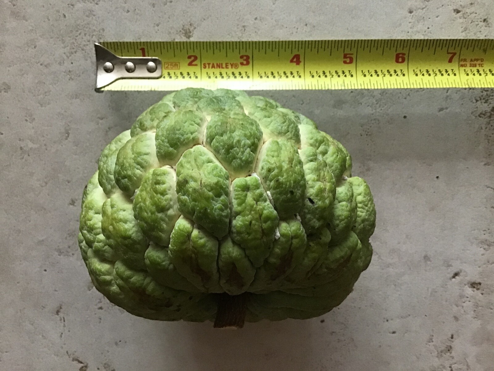 12 Seeds Organic Extra Large Sugar-Apple Custard-Apple Sweetsop Annona squamosa