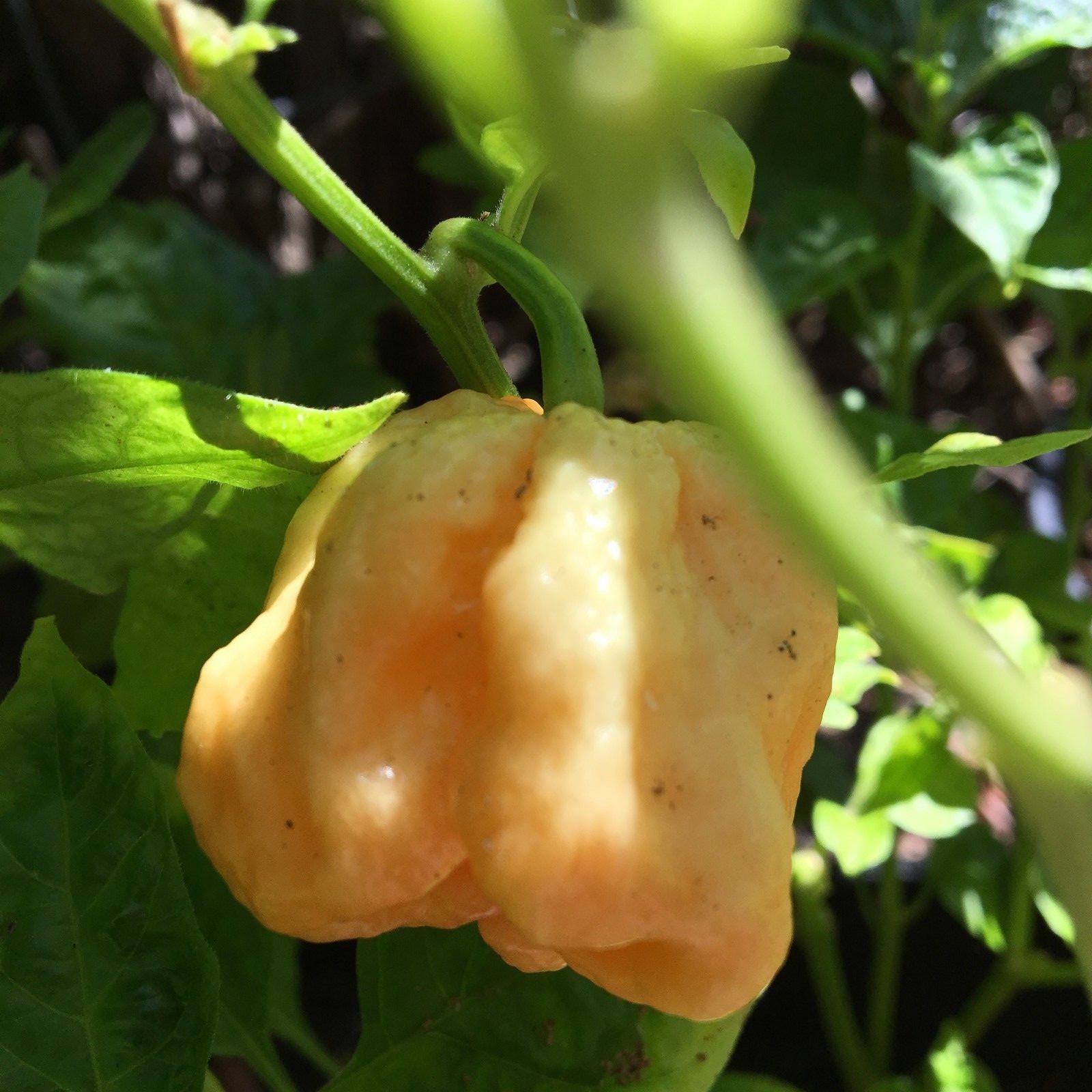 10+ Peach 7 Pot/Pod Pepper Seeds (chili, chile) hotter than Bhut Jolokia (Ghost)