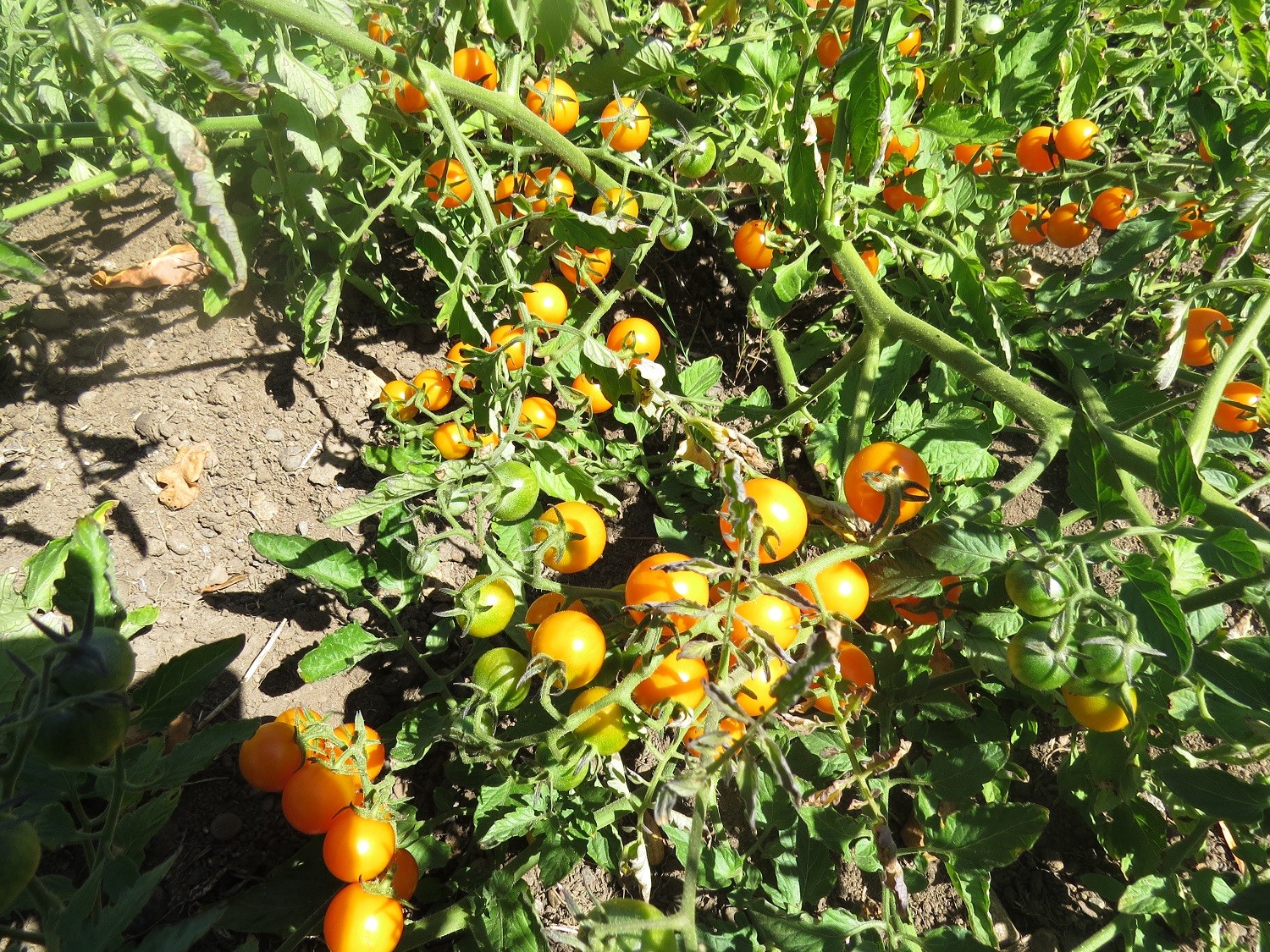 MPB#5 Tomato Seeds 25 Sunsugar Seeds Sun Sugar Tomato