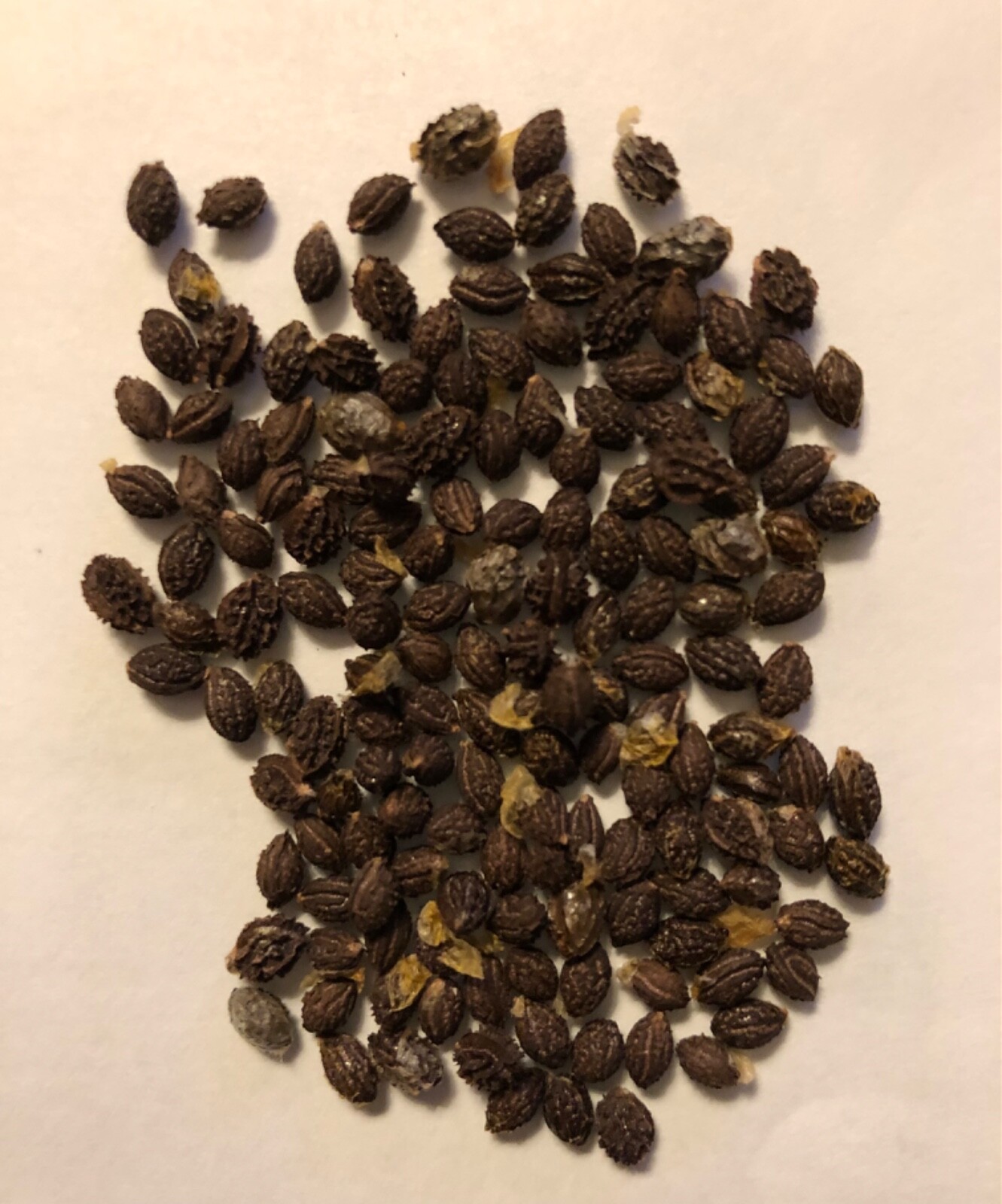 Papaya Fruit Seeds – Caribbean Red – sweet – 60 SEEDS (USA seller)
