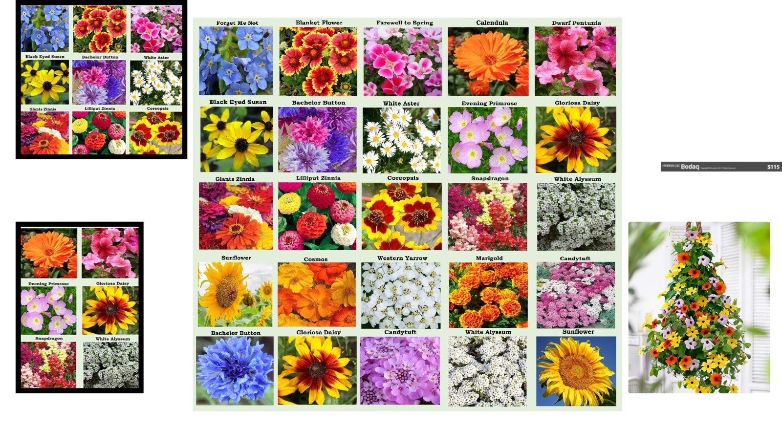 25 Pack Heirloom Flower Seeds – Colorful Varieties for Spring to Fall Bloom