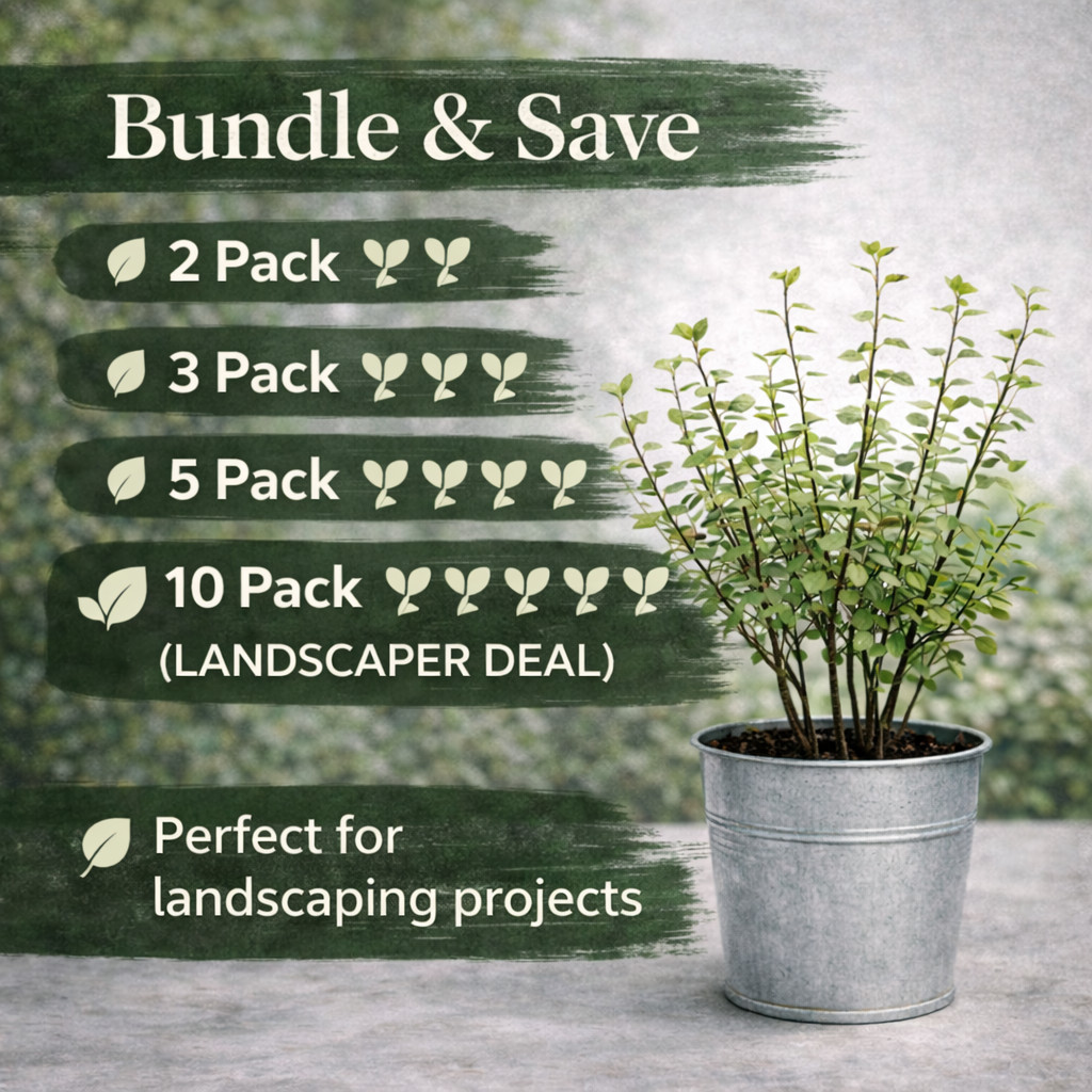 Pittosporum Silver Sheen 4 Inch Live Plants 12–18” Tall Hedge Bundle Fast Grow