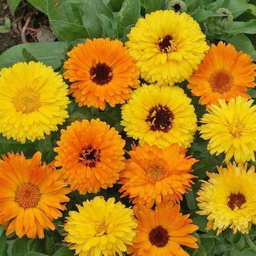 CALENDULA PACIFIC BEAUTY Mix Pot Marigold Heirloom Flowers Edible 100 Seeds