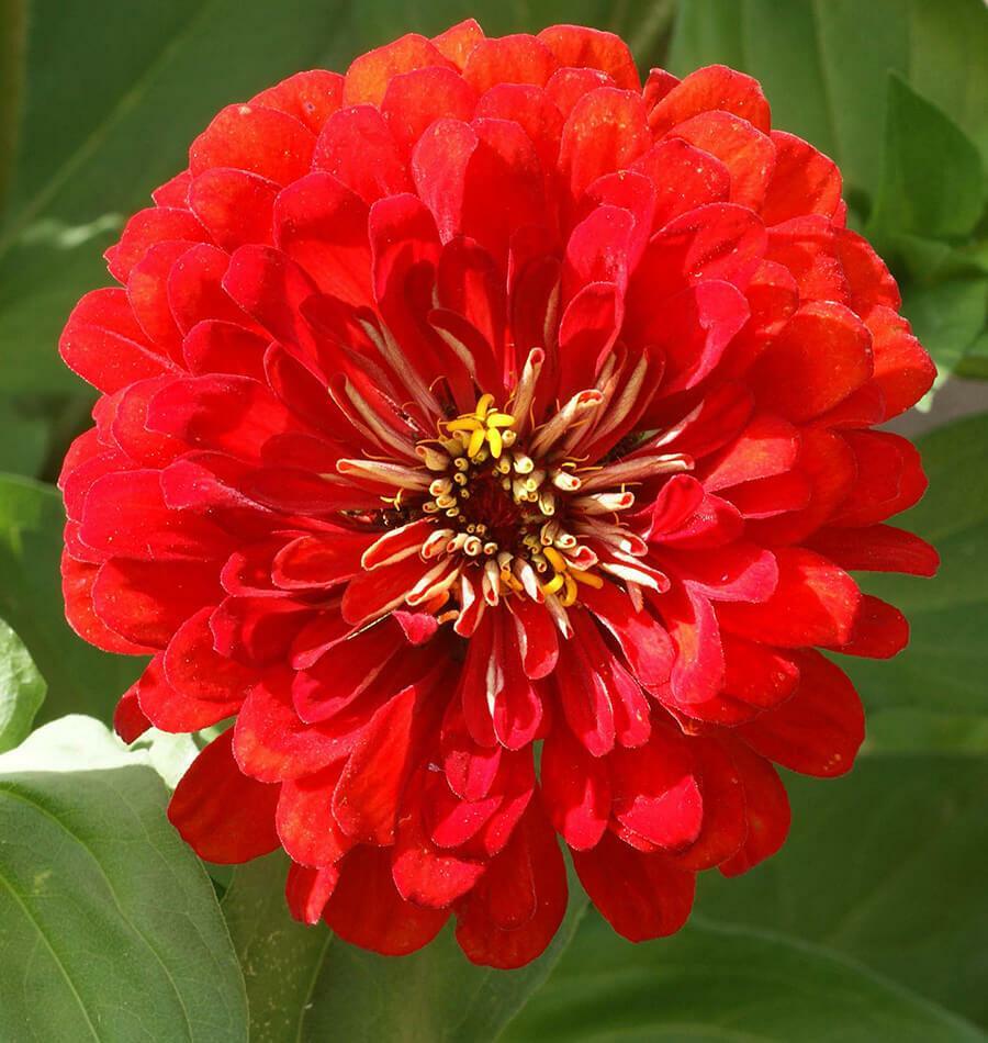 Cherry Queen Zinnia Seeds 100+ Red Flower Elegans USA SELLER FREE SHIPPING