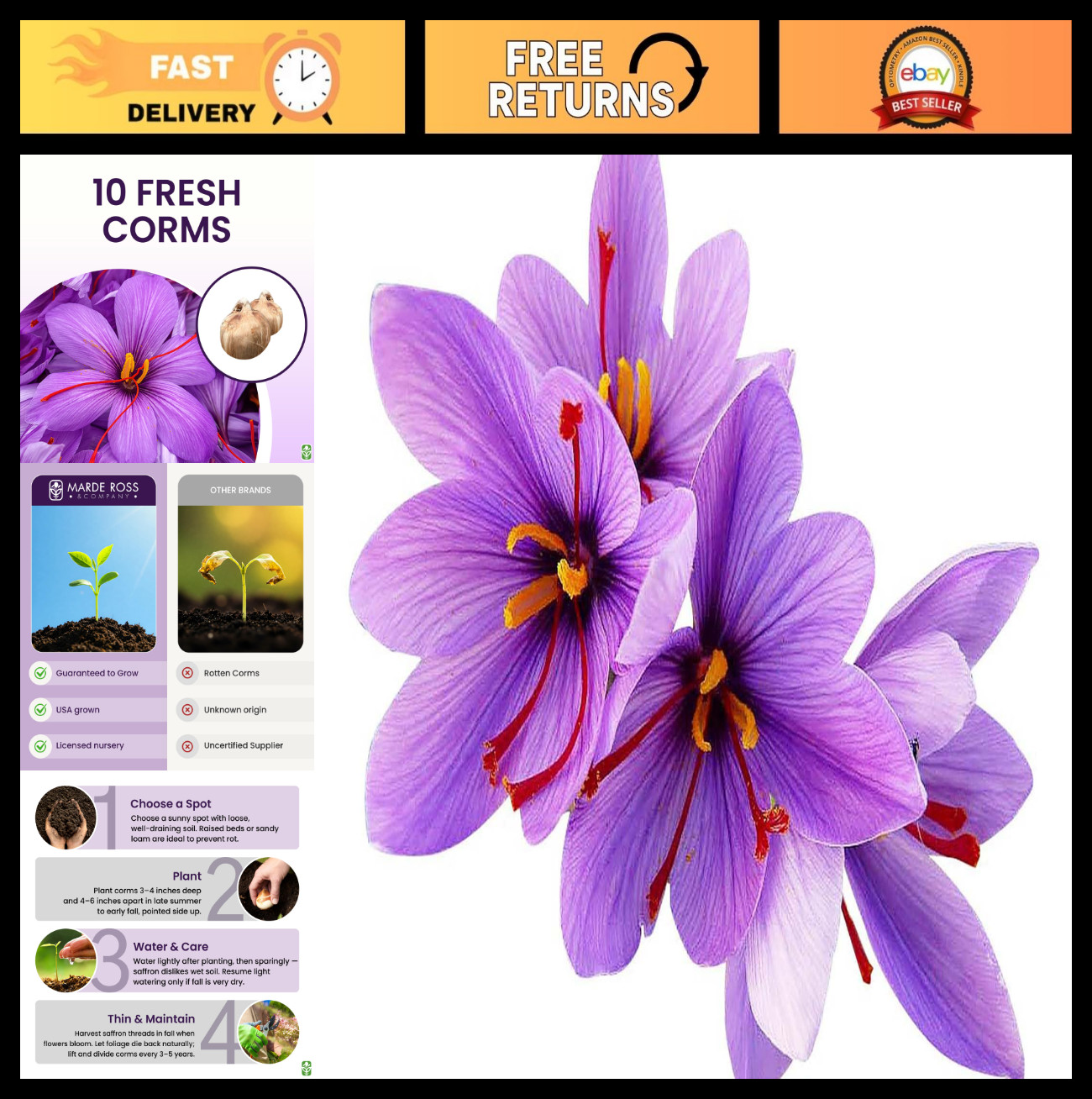 10 Large Saffron Crocus Corms – Purple Blooms, Perennial Bulbs for Outdoor Plant