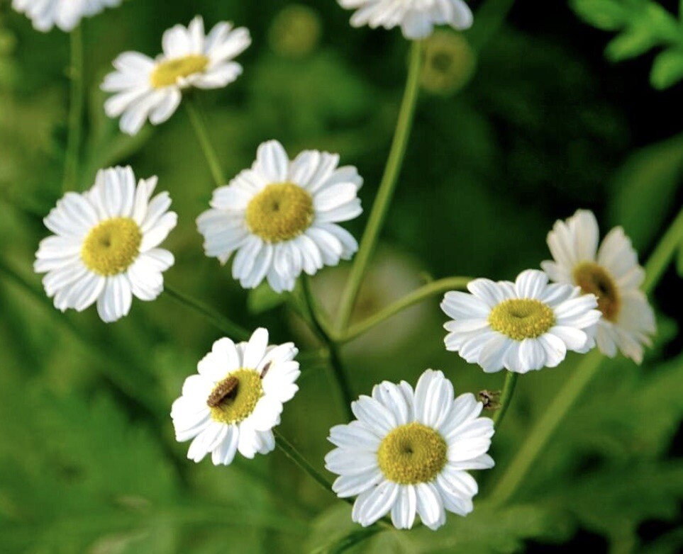 Feverfew, Tanacetum Parthenium – 200 Seeds 2024 – USA