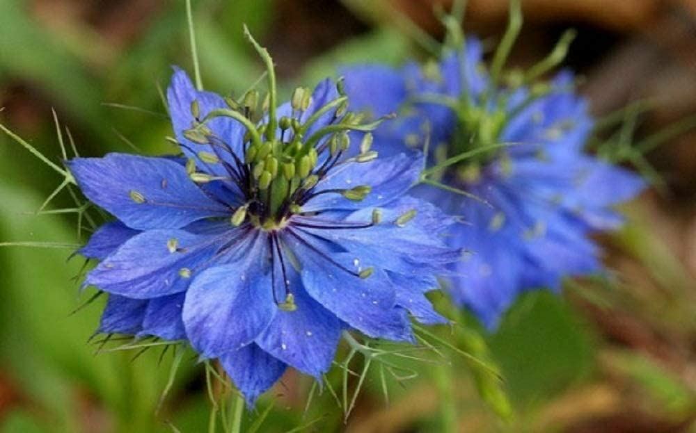Love in a Mist Flower Seeds, Blue Nigella Damascena ‘COOL BEANS N SPROUTS” Brand