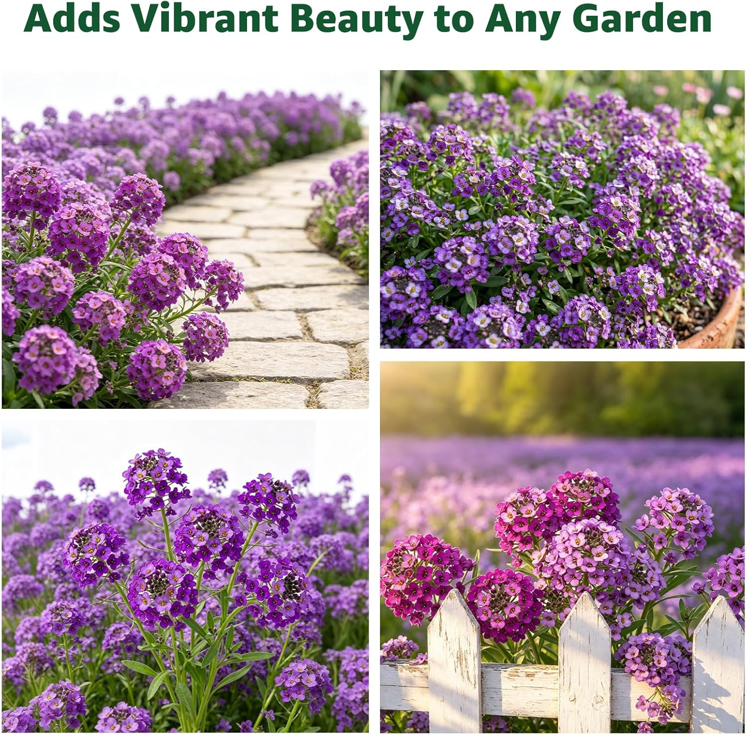 Alyssum Seeds for Planting – Purple Royal Carpet, Sweet Purple Alyssum Flower Se