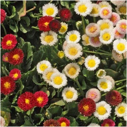 English Daisy Seed Mixture (Bellis perennis)