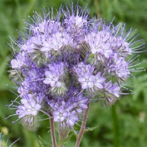 500 to 5,000 Lacy Phacelia Purple Tansy Flower Seeds Fresh Organic Tanacetifolia
