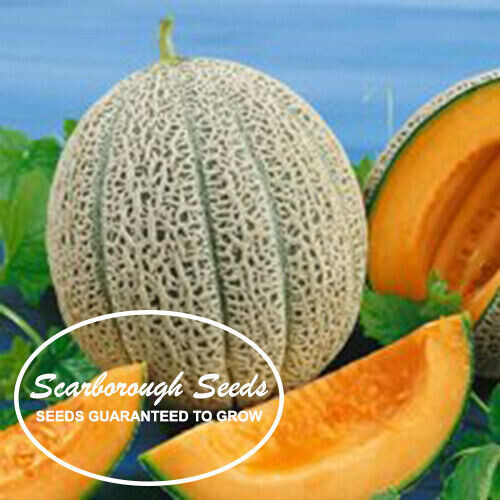 SCARBOROUGH SEEDS Cantaloupe, Hale’s Best Jumbo 50 SEEDS NON-GMO | ORGANIC | USA