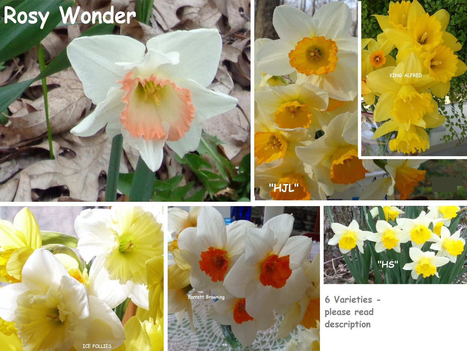 240 DAFFODIL BULBS 6 Varieties incl Pink PlsREAD Jonquils Narcissus FromMyGarden