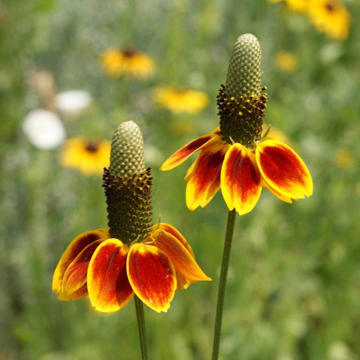 2000 Mexican Hat Wildflower Seeds – Everwilde Farms Mylar Seed Packet
