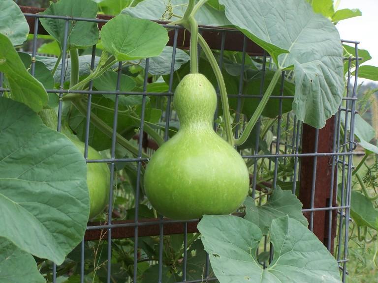 Birdhouse Bottle Gourd, Lagenaria siceraria, Seeds