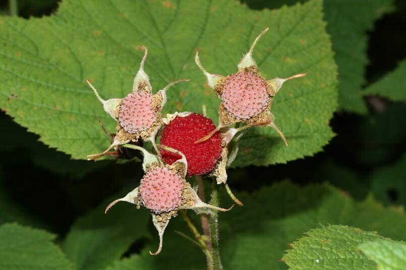 50 Thimbleberry Bush Seeds for Planting Rubus parviflorus