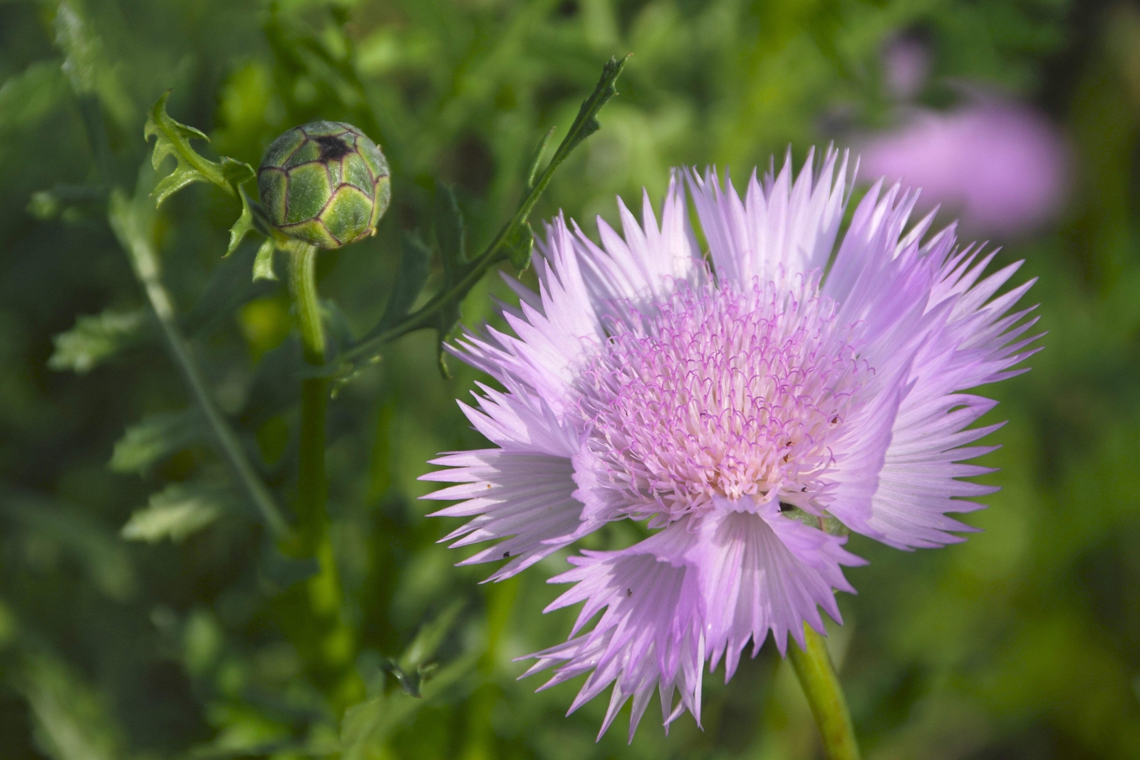 500 MIXED SWEET SULTAN Imperialis Mix Amberboa Moschata Centaurea Flower Seeds