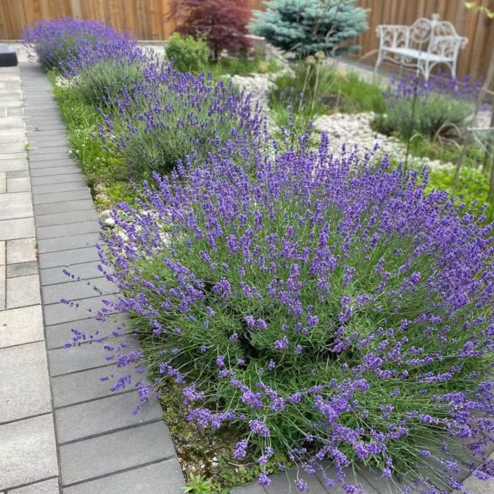 1000 Lavender Seeds – Fragrant Perennial Herb for Gardens Borders Zones 5–9