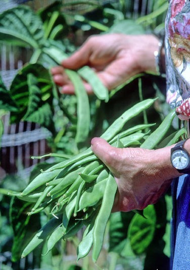 Spanish Musica Romano Pole Bean Seeds (25) / Non-GMO / Rare / Cold Resistant