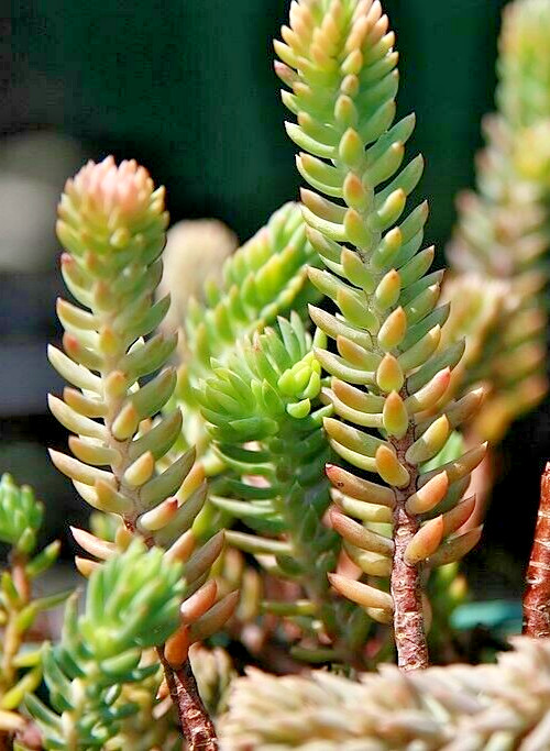 SEDUM BLUE SPRUCE 200 SEEDS, HARDY SEDUM, YELLOW FLOWERS IN SUMMER, EZ TO GROW.