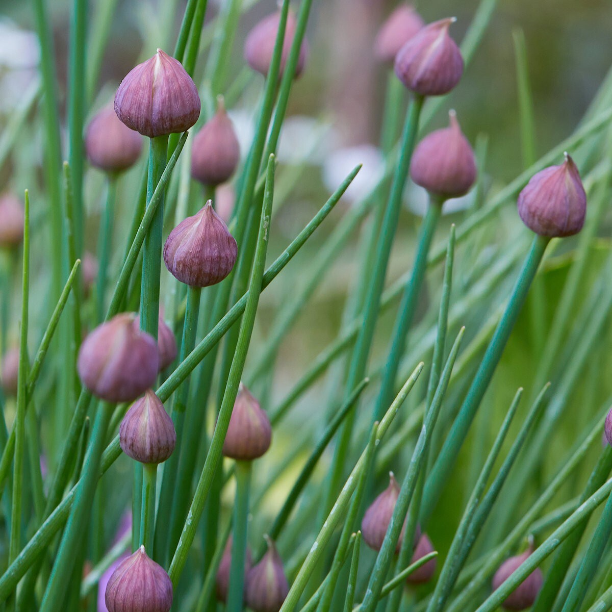 1/4 Lb Common Chives Herb Seeds – Everwilde Farms Mylar Seed Packet