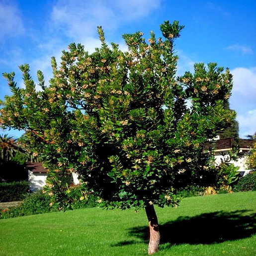 STRAWBERRY TREE SEEDS Arbutus Unedo Garden Fruit Plant Irish Killarney RARE!
