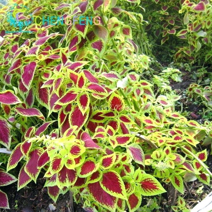 351+COLEUS Rainbow Mix Seeds Shade Garden Container Houseplant Groundcover Easy