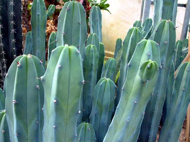 Myrtillocactus geometrizans (Blue Candle) Cactus Seeds (100 Seeds)