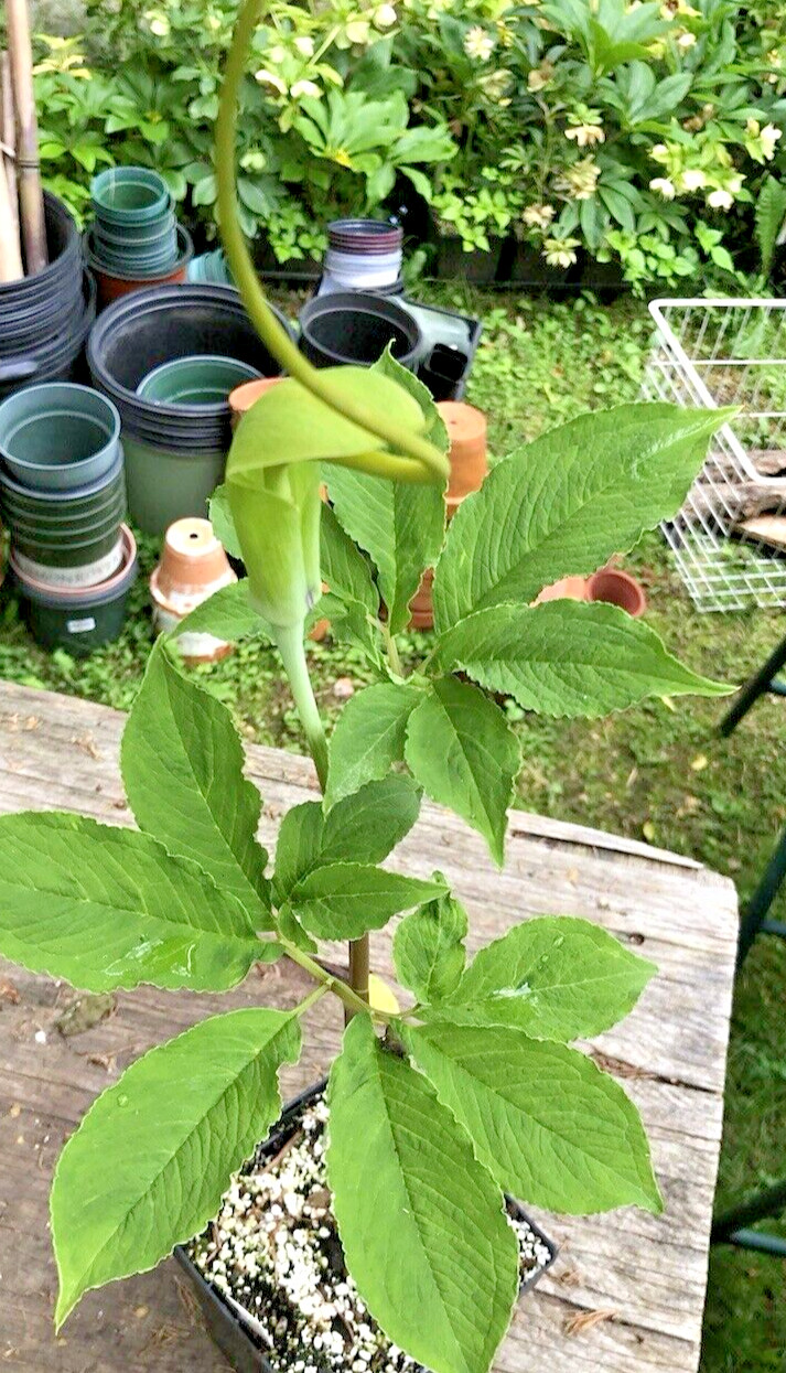 25 ARISAEMA HETEROPHYLLUM Seeds -Dancing Crane Cobra Lily
