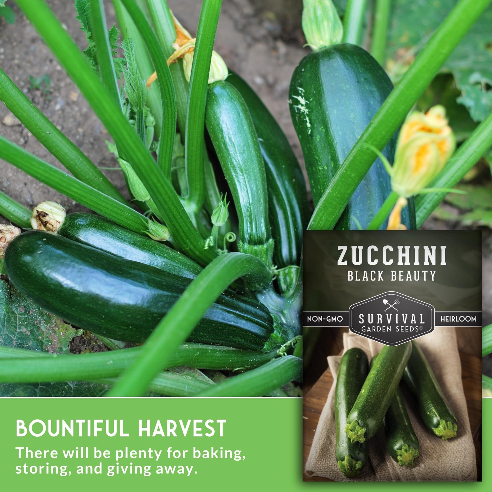 Heirloom Black Zucchini Seeds – High Yield Summer Squash for Vegetable Gardens