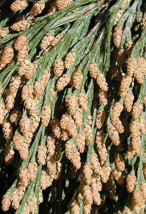 Incense Cedar, Calocedrus decurrens (Libocedrus decurrens), Tree Seeds
