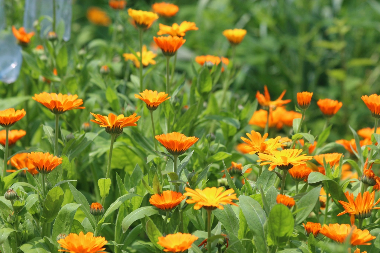 Flower Seeds -Calendula- 25 Seeds -Great potted Annual Perennial Bedding Plant