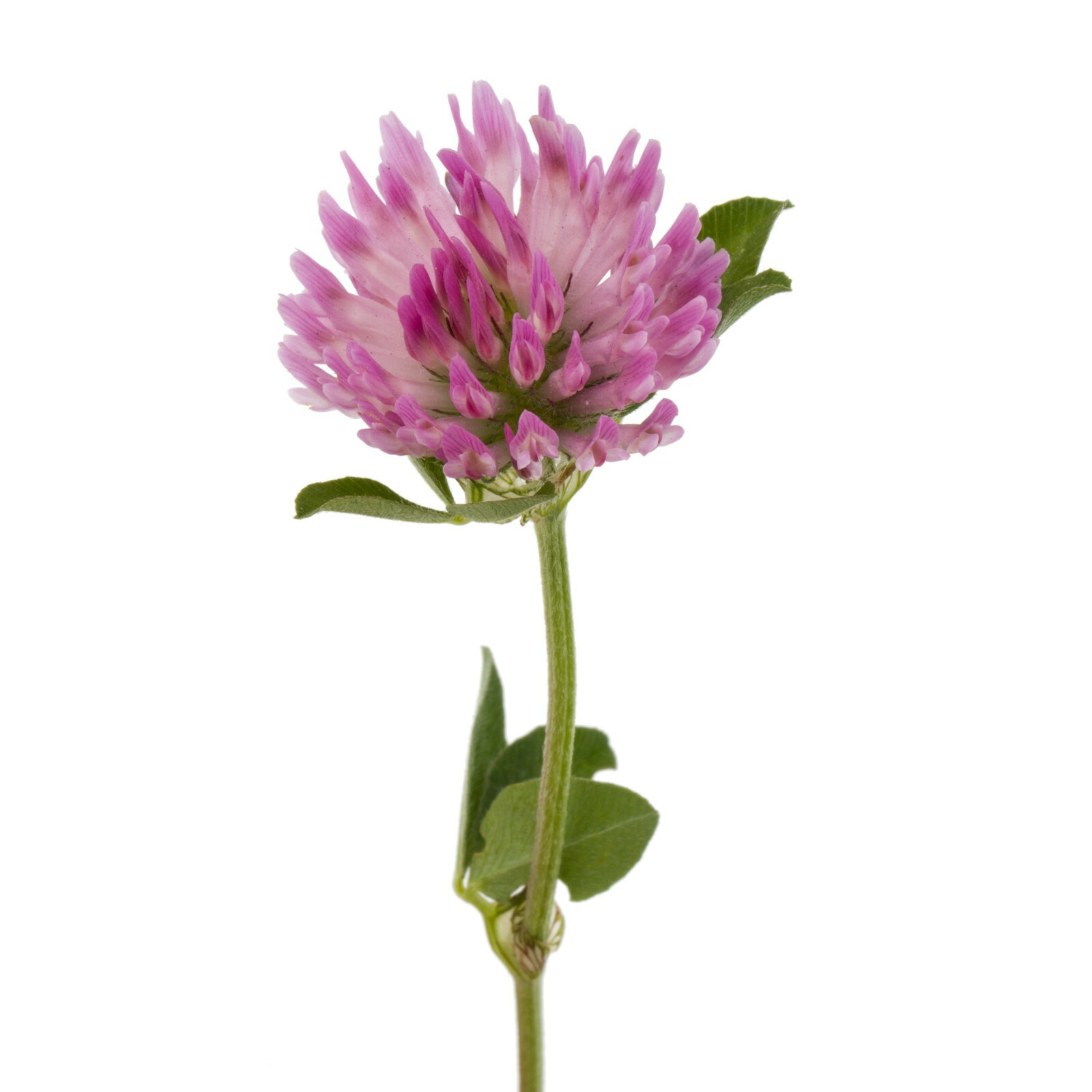 3,500+ MEDICINAL SEEDS: Alsike Pink Clover Herb Flower EASY, BULK, FREE SHIPPING