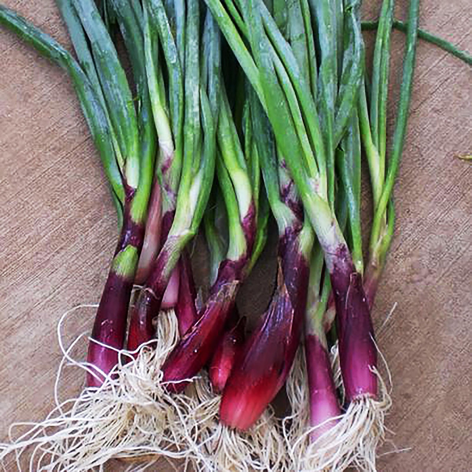 Scarlet Green Onion Seeds for Vibrant Salads and Delicious Dishes