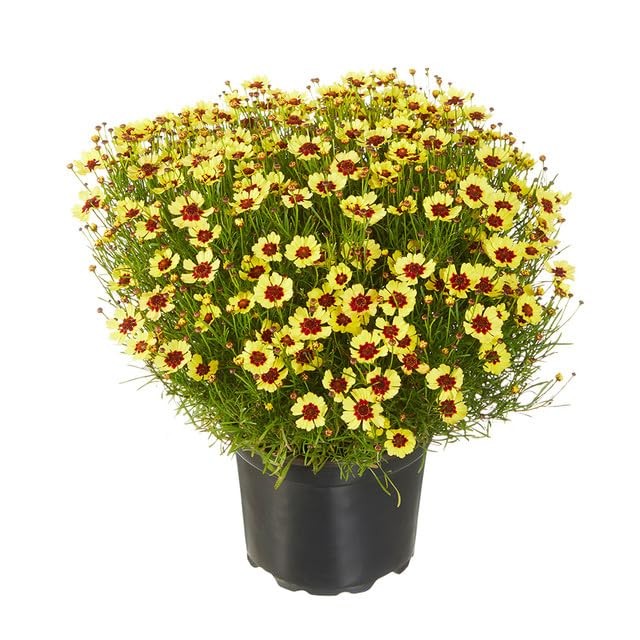 5000+ Coreopsis Plains Wildflower Seeds – Vibrant Golden Yellow Blooms, Droug…