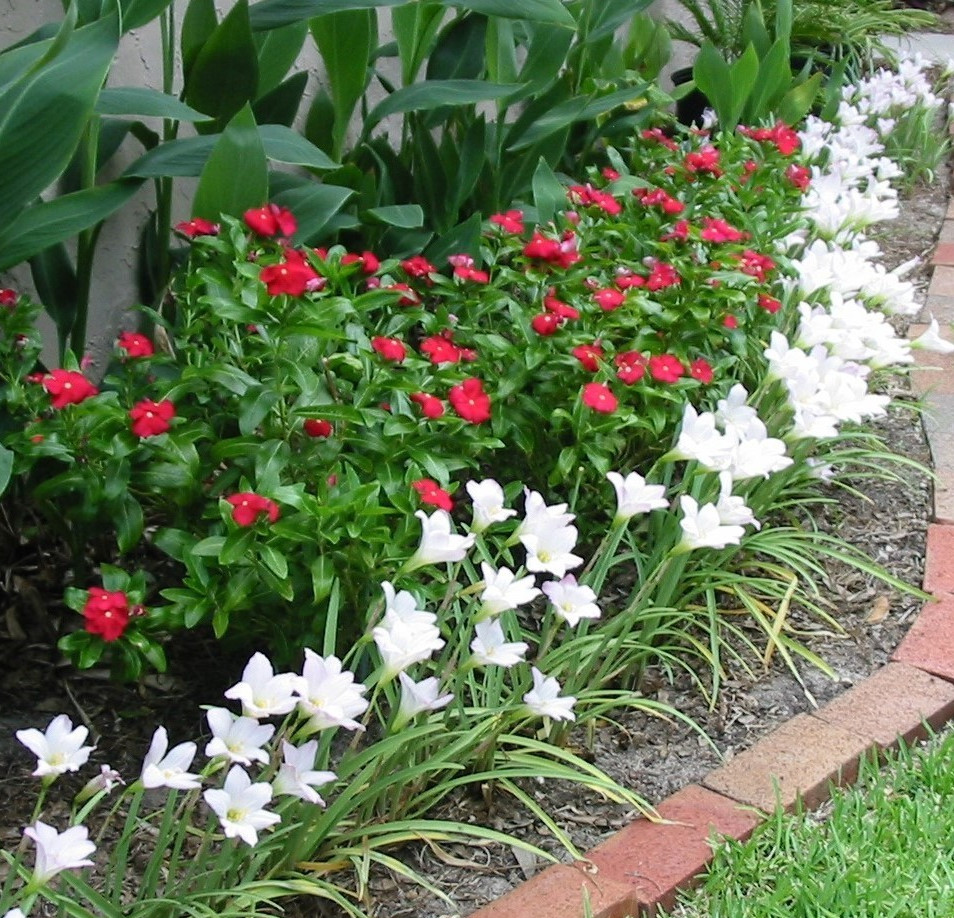 Rain Lilly Bulbs – White & Pink Flower – 10 Piece – Fresh LIVE With Roots
