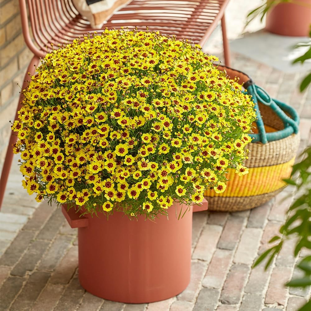 5000+ Coreopsis Plains Wildflower Seeds – Vibrant Golden Yellow Blooms, Droug…
