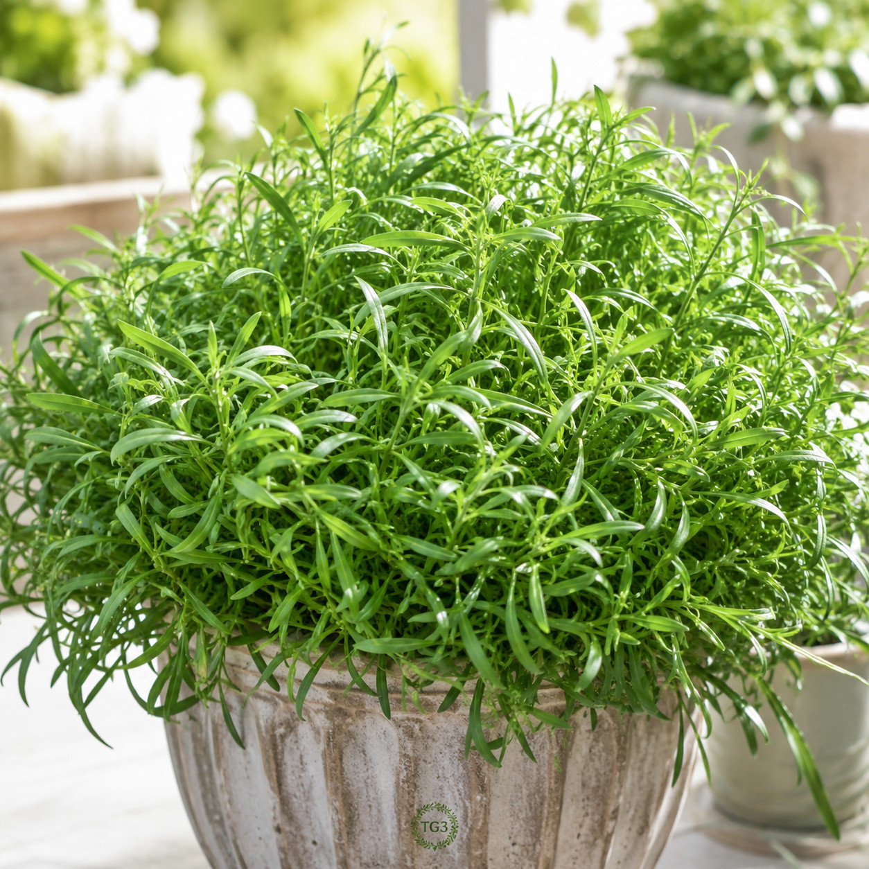 2000+ TARRAGON SEEDS SPRING PERENNIAL HERB FLOWER GARDEN ANISE NON-GMO HEIRLOOM