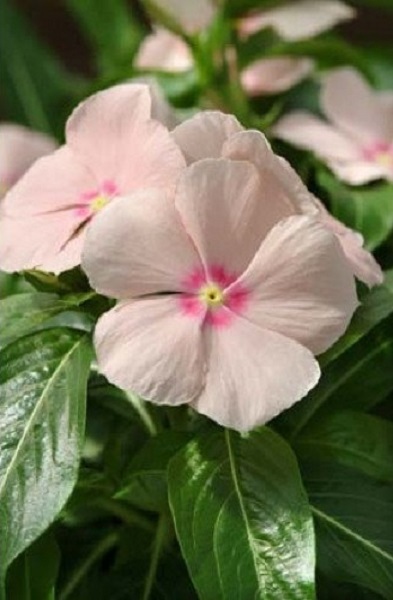 Vinca Seeds 50 Seeds Mediterranean XP Peach