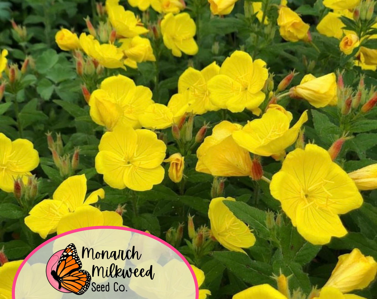 3500+ Yellow Evening Primrose Seeds | Native Flower Gardening Seed Packet, USA