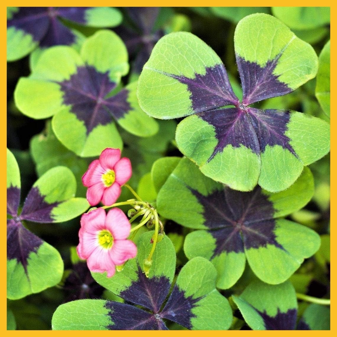 Iron Cross Shamrock Bulbs – 20 Bulbs to Plant – Good Luck Plant – Fast Growing